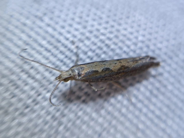 Plutella xylostella - káposztamoly