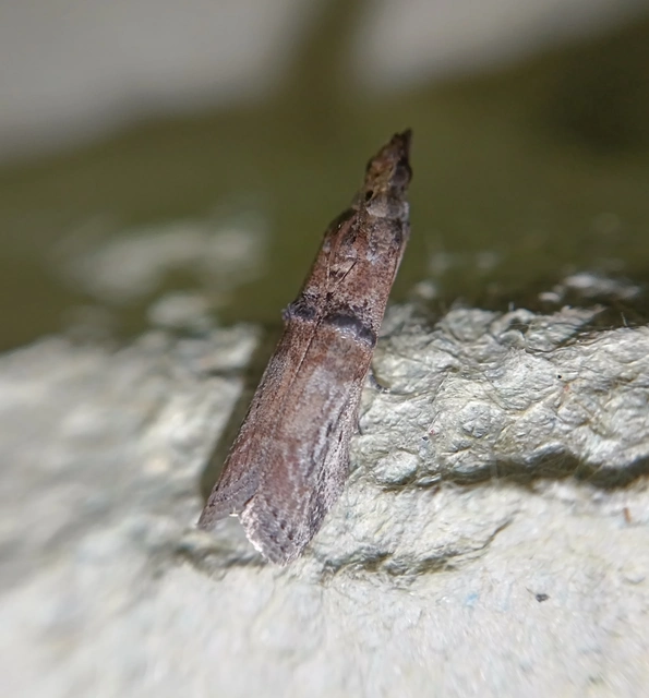 Nephopterix angustella - kecskerágó-karcsúmoly