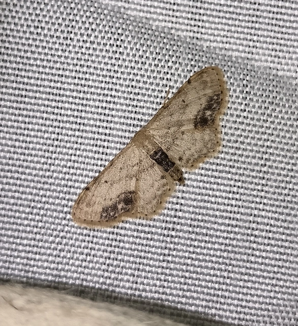 Idaea dimidiata - gyakori apróaraszoló