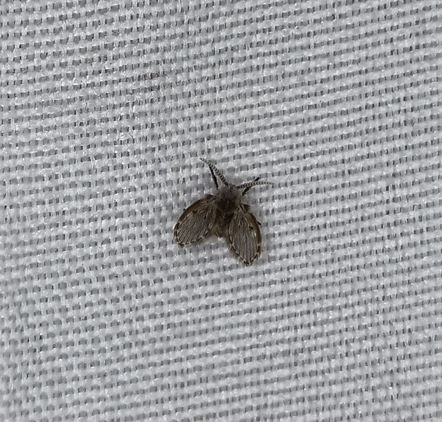 Diptera - Kétszárnyúak