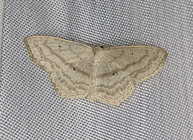 Scopula nigropunctata - feketepettyes araszoló
