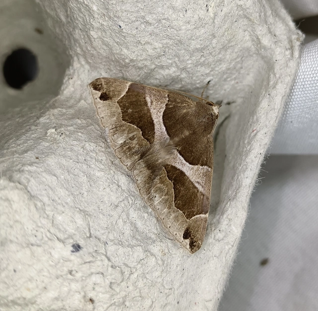Dysgonia algira - déli porcelánbagoly