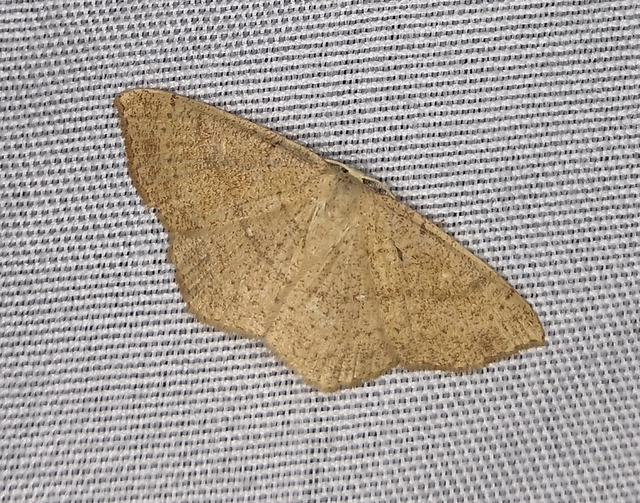 Cyclophora ruficiliaria - vörösrojtú pettyesaraszoló