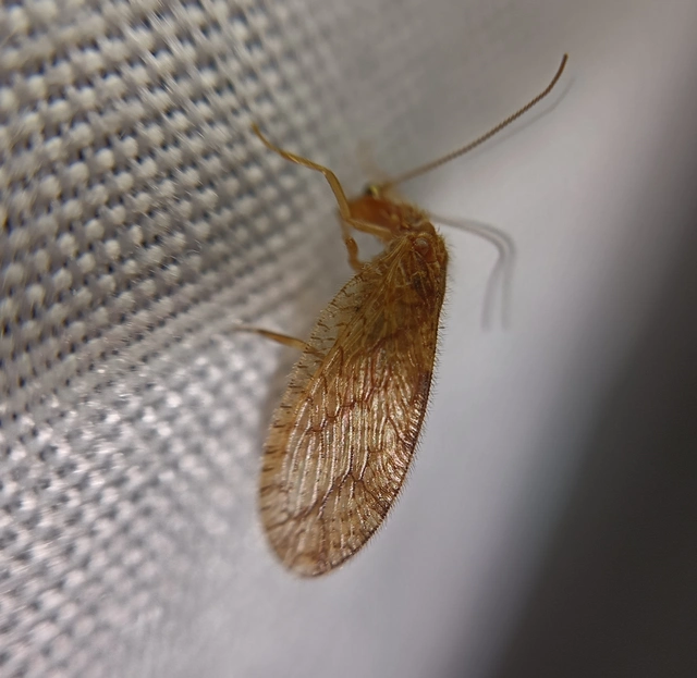 Neuroptera - Recésszárnyúak Neuroptera - Recésszárnyúak