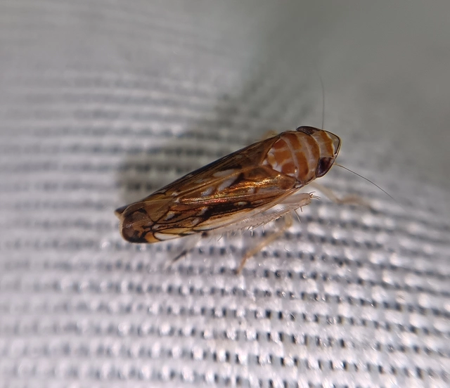 Scaphoideus titanus