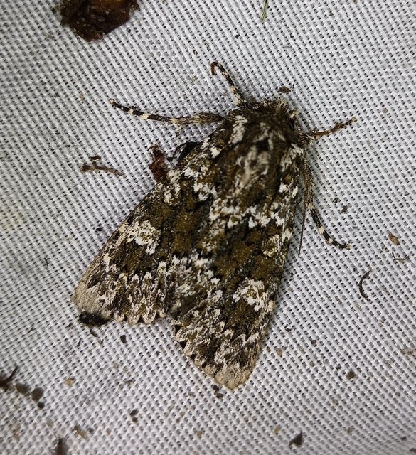 Polymixis polymita - kankalin-tarkabagoly