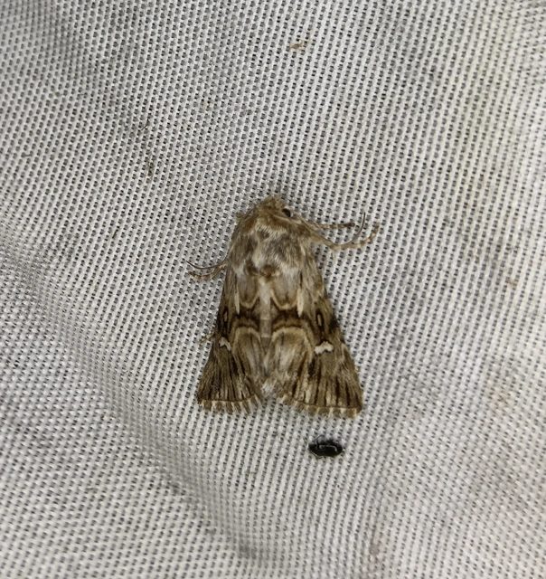 Calophasia lunula - gyújtoványfű-apróbagoly
