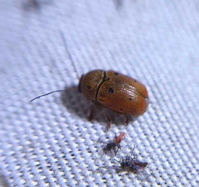 Cryptocephalus octomaculatus - nyolcfoltos zömökbogár