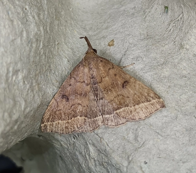 Pechipogo plumigeralis - tollascsápú karcsúbagoly