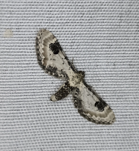 Eupithecia centaureata - búzavirág-törpearaszoló