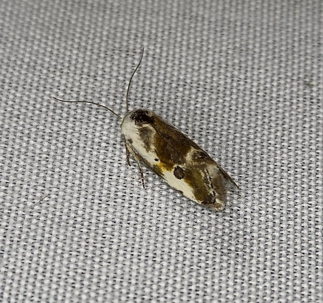 Ponometia candefacta - parlagfűbagoly