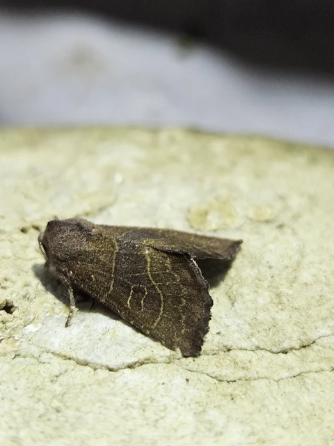 Atethmia ambusta - körtebagoly