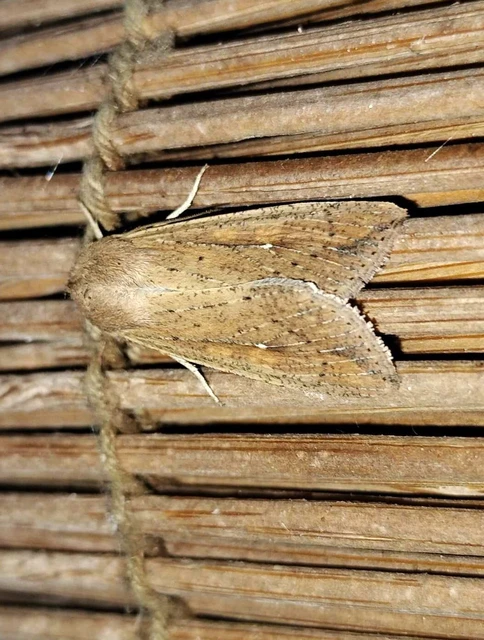 Mythimna unipuncta - hordabagoly