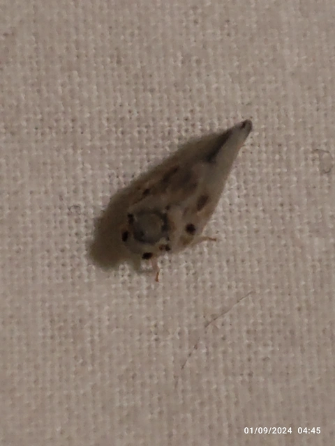 Metcalfa pruinosa - amerikai lepkekabóca
