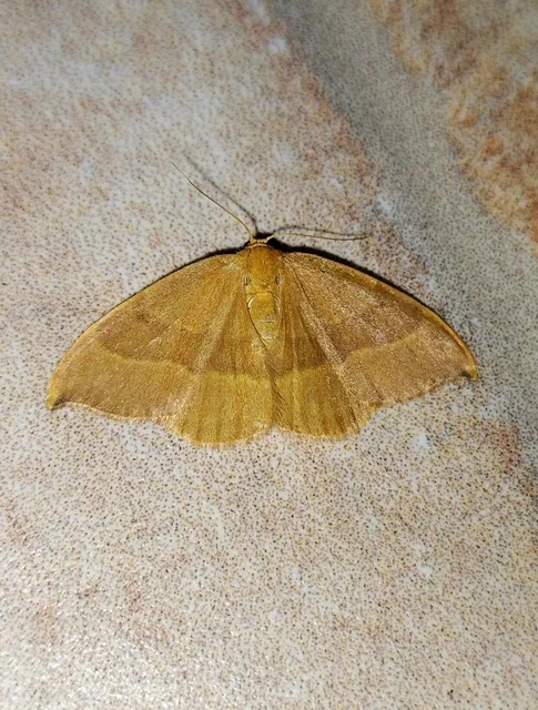 Watsonalla cultraria - bükkfa-sarlósszövő