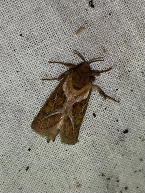 Triodia sylvina - kis gyökérrágólepke