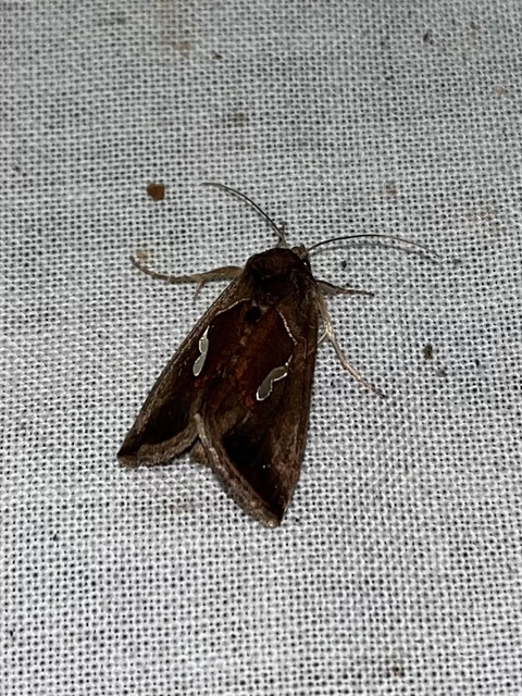 Macdunnoughia confusa - cseppfoltos ezüstbagoly