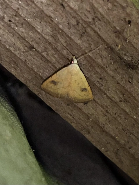 Rivula sericealis - selymes lórombagoly