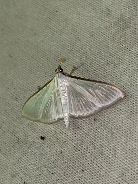 Palpita vitrealis - hófehér tűzmoly