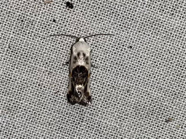 Ponometia candefacta - parlagfűbagoly