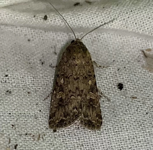 Spodoptera exigua - apró jegyesbagoly