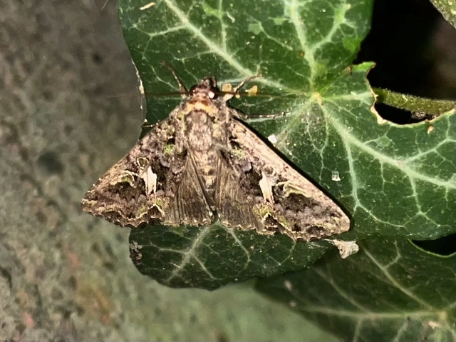 Trachea atriplicis - nyári zöldbagoly