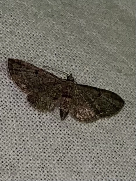 Eupithecia tenuiata - sötétszegélyű törpearaszoló