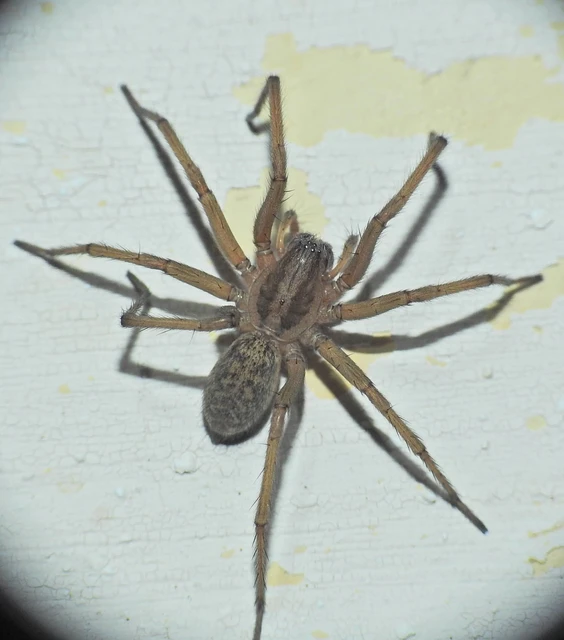 Eratigena agrestis - réti zugpók