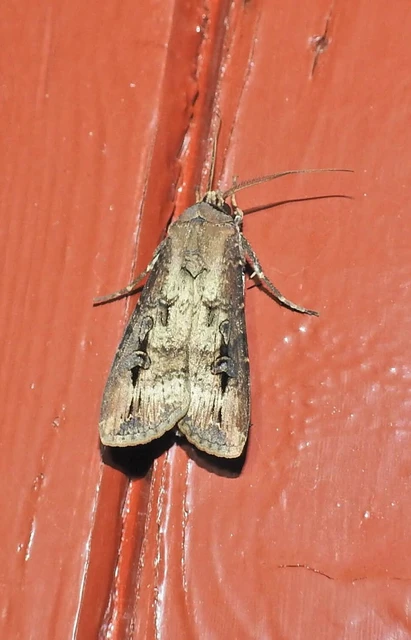 Agrotis ipsilon - nagy földibagoly