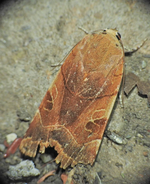 Noctua fimbriata - szélessávú sárgafűbagoly