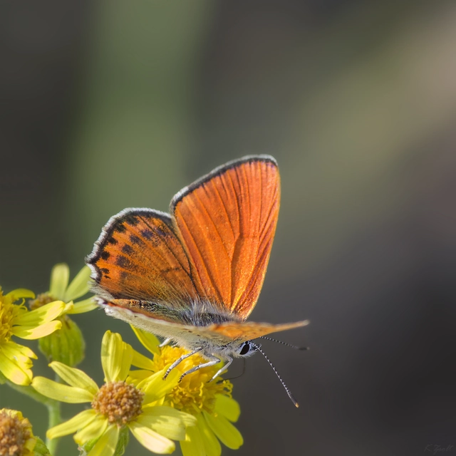 Lycaena thersamon - kis tűzlepke
