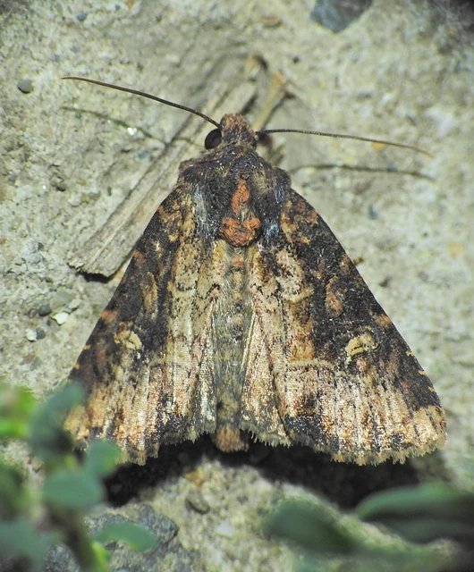 Mesapamea secalella/secalis