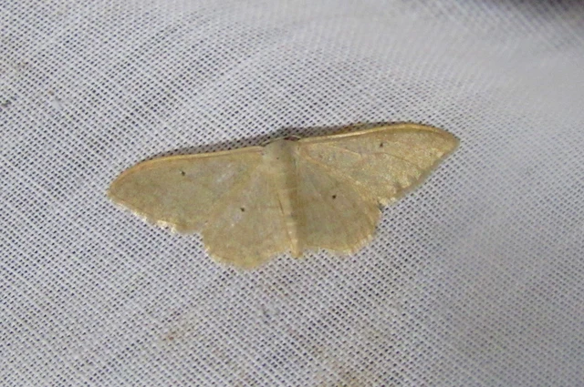 Idaea straminata - szalmasárga sávosaraszoló