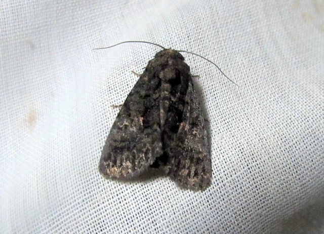 Anophia leucomelas - déli folyófűbagoly