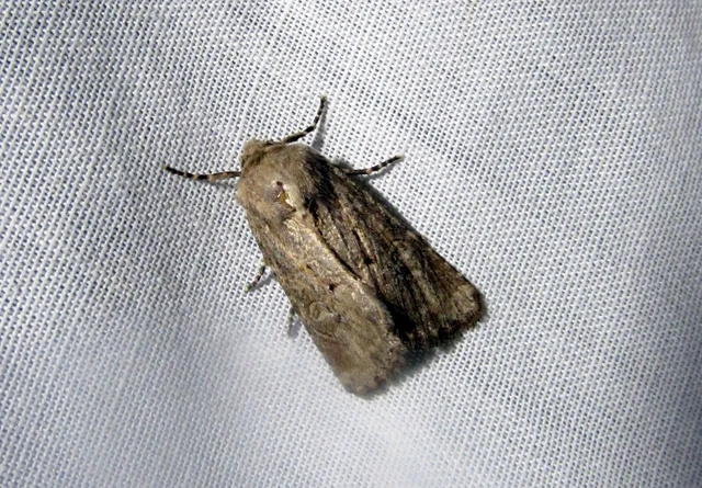 Luperina testacea - barnás szürkebagoly