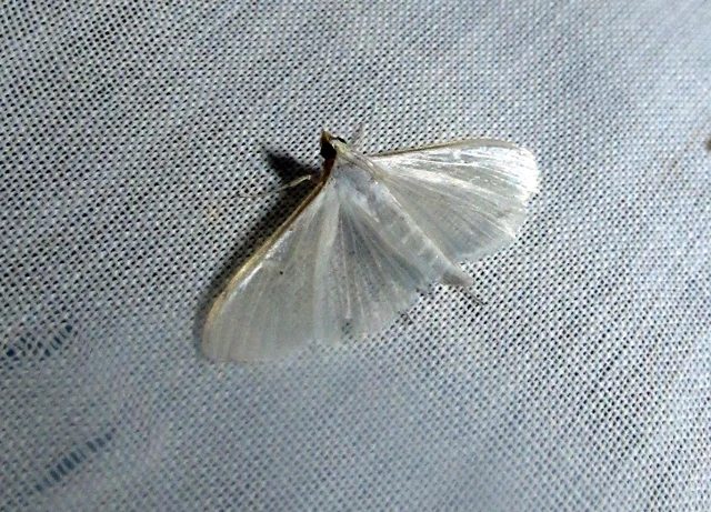 Palpita vitrealis - hófehér tűzmoly