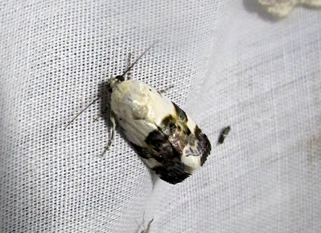 Ponometia candefacta - parlagfűbagoly