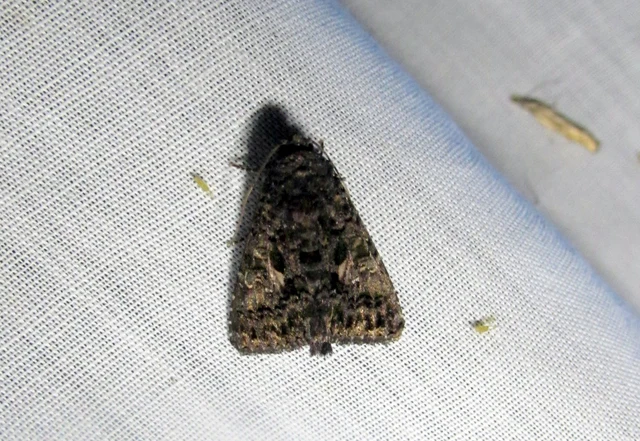 Anophia leucomelas - déli folyófűbagoly