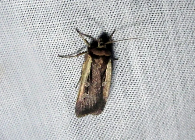 Ochropleura plecta - fehérszegélyű fűbagoly