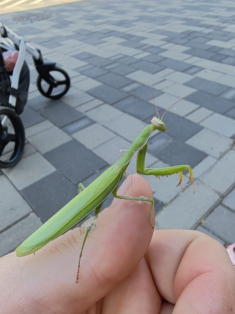 Mantis religiosa - imádkozósáska