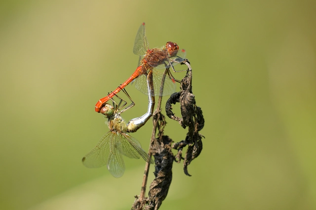 Sympetrum meridionale - fakó katona-szitakötő