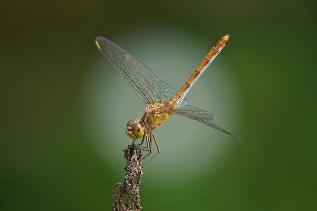 Sympetrum meridionale - fakó katona-szitakötő