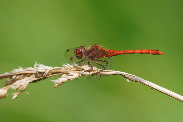 Sympetrum vulgatum - barkós katona-szitakötő