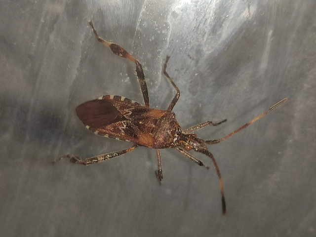Leptoglossus occidentalis - nyugati levéllábú poloska Leptoglossus occidentalis - nyugati levéllábú poloska