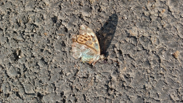 Argynnis paphia - nagy gyöngyházlepke