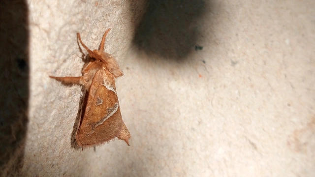 Triodia sylvina - kis gyökérrágólepke