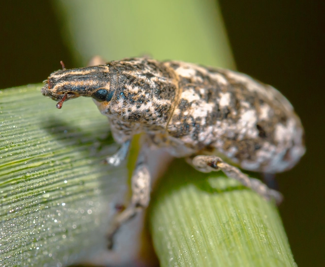 Cyphocleonus dealbatus - márványos barkó