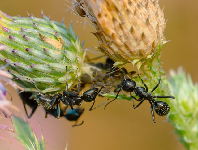 Camponotus vagus - fekete lóhangya