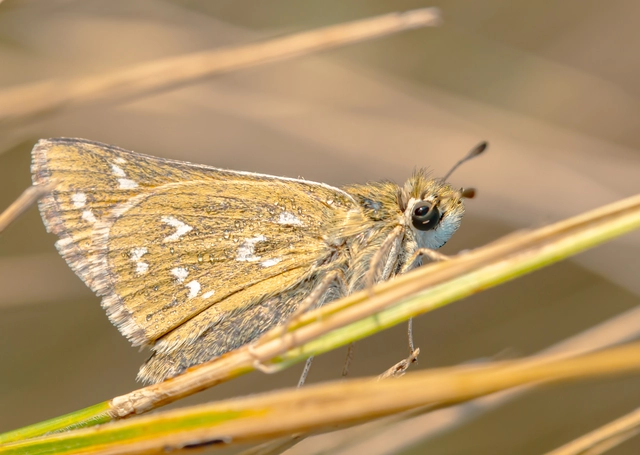 Hesperia comma - vesszős busalepke