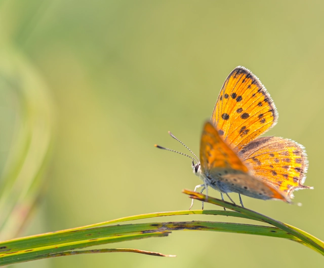 Lycaena thersamon - kis tűzlepke